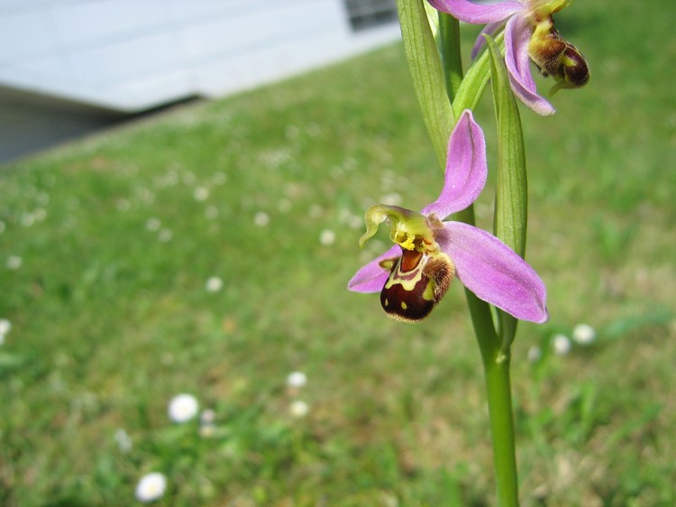 Ophrys apifera